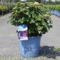 Hydrangea Endless Summer Bloomstar large Plants in 15 Litre pots - Delivery by Charellagardens