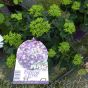 Hydrangea Forever & Ever Purple 5 Litre - May 2017 