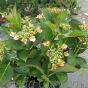Hydrangea Macrophylla French Can Can Blue by Charellagardens