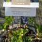 Hydrangea Magical 'Amethyst' 5 Litre Plants