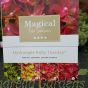 Hydrangea Magical Four Seasons Magical Ruby Tuesday - May 2016 