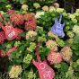 Hydrangea Macrophylla Pink Pop 10 Litre Large Plants 16/18 Heads