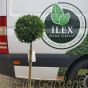 Standard Ilex Plants 80cm clear stem 30cm head by Charellagardens