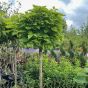 Catalpa Bignonioides Nana - Indian Bean Tree 1/2 Standard 150cm Stem