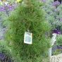 Large Japanese Umbrella Pine. Sciadopitys Verticallata 15 Litre
