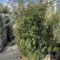 Bamboo Plants 'Fargesia 'Jiuzhaigou '1' Extra Extra Bushy 90 Litre