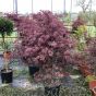 Large Acer Palmatum Bloodgood, approximately 150cm excluding pot.