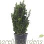Euonymus Paloma Blanca. 5 litre plants delivery by Charellagardens