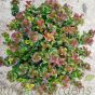 Leucothoe Curly Red Large - 10 Litre 