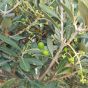 Olive Tree Olea Europa 1.5 Metres Tall 45cm head