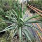 Large Outdoor Yucca Gloriosa Plants. 20 Litre Pot.