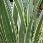 Large Variegated Phormium Plants. 150/175cm tall excluding pot.