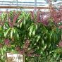 Pieris Japonica Passion 5 Litre. Delivery by Charellagardens