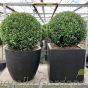 Potted Buxus Balls, Contemporary Planters
