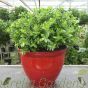 Large Ready Potted Flowering Hebe Plants 