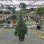 Bay Tree Pyramid Large 185-190cm. Belgian Grown Very Best Quality 