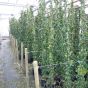 Star Jasmine Trachelospermum Jasminoides - Extra Large plants 10 Litre Pot