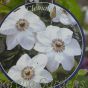 Large White Clematis plants Miss Bateman 7 litre 180cm