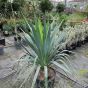 Large Outdoor Yucca Plant Yucca Gloriosa - Green 18 Litre.