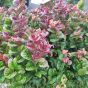 Leucothoe Curly red 5 Litre by Charellagardens