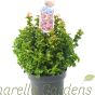 Leucothoe Curly red 5 Litre by Charellagardens