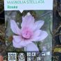 Magnolia Stellata Rosea Pink Flowering Magnolia 