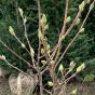 Magnolia Sunrise 80-100cm. 10 Litre.