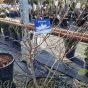 Magnolia Leonard Messel 80/100cm. 7.5 Litre