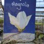 Magnolia Soulangeana Superba 7.5 Litre,