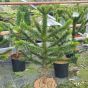 Monkey Puzzle Tree 10 Litre 70-80cm Tall excluding pot - May 2016