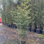 Large Black Bamboo Plants Phyllostachys Nigra 150/175cm. 18 Litre