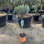 Ready Potted Olive Tree 37cm Terracotta Planter.