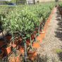 Medium Olive Trees 90cm tall excluding pot. Delivery by Charellagardens