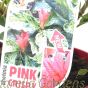 Photinia Pink Crispy 5 Litre by Charellagardens.