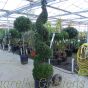Extra Large Buxus Spiral Topiary Plants 2 metres plus