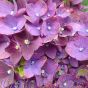 Hydrangea Forever and Ever Purple. Large 5 Litre - Stunning Plants