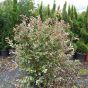 Photinia Fraseri Pink Marble - Two Size Options