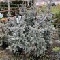 Picea Pungens Hoopsii 15 Litre pot 100cm, excluding the pot.