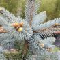 Colorado Blue Spruce Picea Pungens Hoopsii.