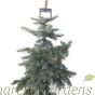 Picea Pungens Koster - Real Blue Spruce Trees