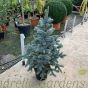 Picea Pungens Oldenburg - Real Blue Spruce Trees
