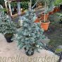 Picea Pungens Oldenburg- Real Blue Spruce Trees