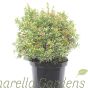 Pieris Japonica Little Heath - Large Established Plants in 10 Litre pots