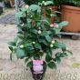 Pink Flowering Camellia Japonica. 3 Litre 60/80cm.