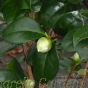 Pink Flowering Camellia Japonica Plants. January 2017 Delivery by Charellagardens