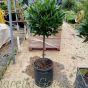 Potted 1/2 Standard Bay 50-55cm Head Chelsea Planter 38cm - Two Pot Options 