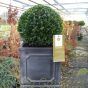 Pre Planted Buxus Topiary Ball. 30cm Ball 27cm Chelsea Terrace Planter.