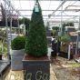 Large Buxus Pyramids in Chelsea Terrace Planter