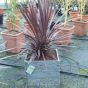 Pre Potted Cordyline Plants. Contemporary Driftwood Effect Planter.