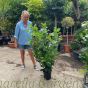 Prunus Laurocerasus Etna 100cm+ 6 Litre - Pot Grown